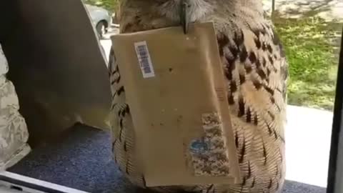 Cute owl with letter🦉🦉🦉
