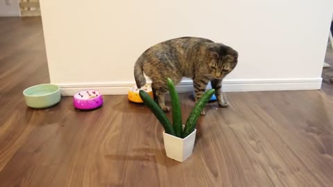 Gato vs pepino 2