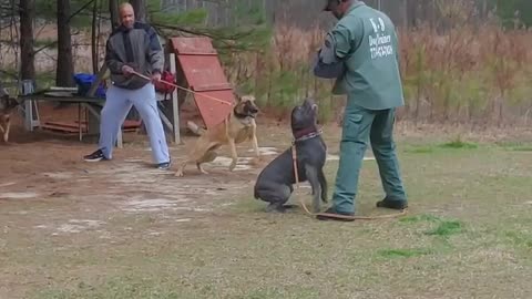 Ace Santana dog training