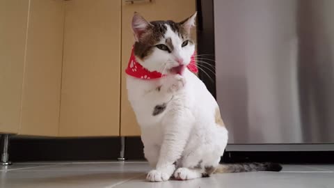 The cat licks its legs in all sorts of extremely funny ways