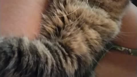My Maine Coon afraid of the storm! Look how he goes from comfy and relaxed to scared at the end!