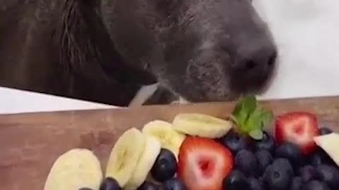 Fruit loving, bath loving pampered boy | Cool Pets