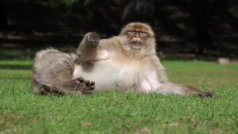 lazy monkey resting in the grass