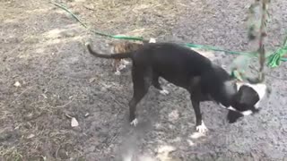 Puppy wants to play with rope so bad