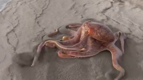 The octopus on the beach crawls so fast, why doesn't it go back to the sea?