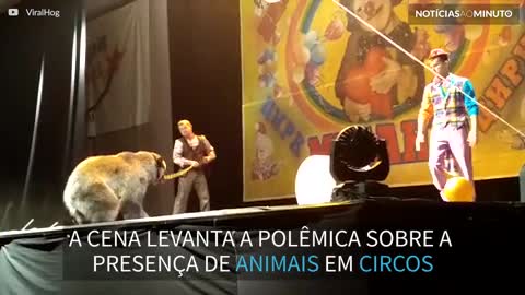 Urso ataca treinador em apresentação de circo