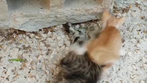 cute kittens | cutest kittens short video
