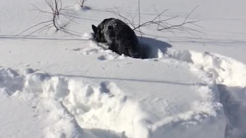 Impassable drifts, but not for my dog