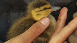 Lost ducking