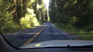 Peaceful drive through the Northern California Redwoods