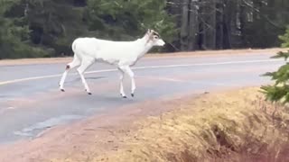 White Deer Spotted on Roadway