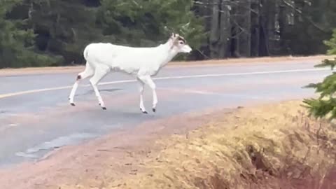 White Deer Spotted on Roadway