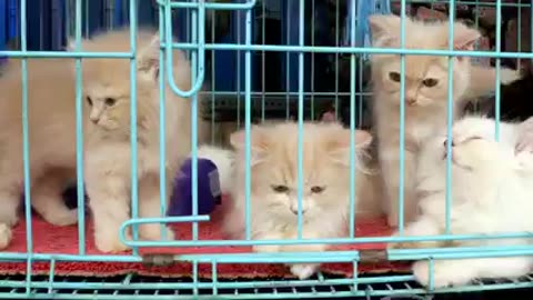 Must watch 😂😂 cat lover 😍😍