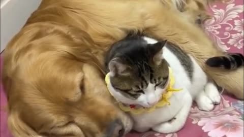 Cat and dog in perfect communion! Beautiful complicity and affection!! 💖