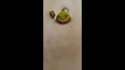 Look how tiny this baby frog funny animal