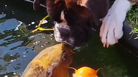 Dog and koi fish