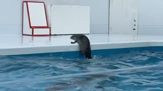 Way to go! Baby seal!part2