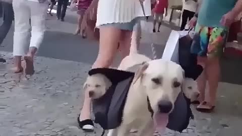 A big dog carries two small dogs on its back