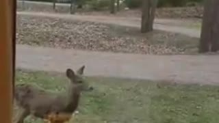 Deer Outside Home Studio