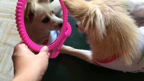 Dog Scared Of Her Own Reflection In The Mirror