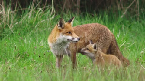 Red fox with puppy in grassy field stock video