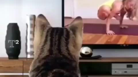 Cat watch
