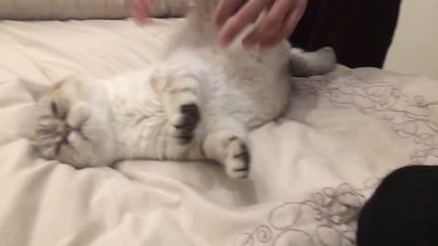 Owner plays with white cats paws on a bed