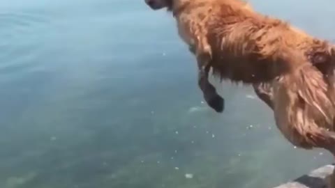 Dog jumb into sea 🐕