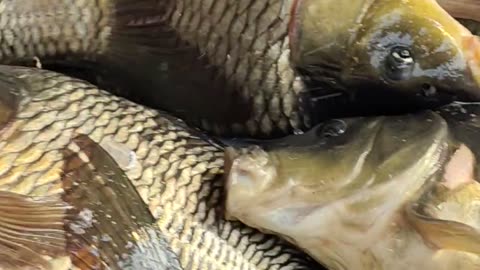karfu carp fish video live in big fish market#shors