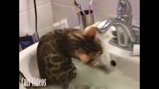 Funny Cat Plays With Water In A Bathroom Sink