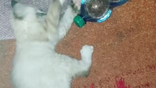 Water Bottle Playing With Caty