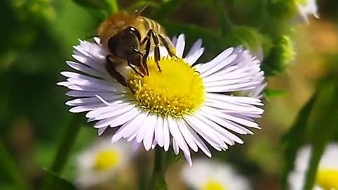 Insects pollinate flowers