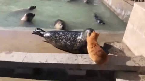 Cat slaps an annoying seal