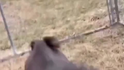 animal#goat#funny.mp4