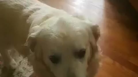 11 year old golden retriever acts like an 11 month old puppy when he hears this word