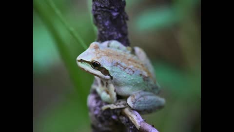 Night Frog Sounds | Sierran Chorus Frog Night Song | California Frogs at Night | Pacific Tree Frog