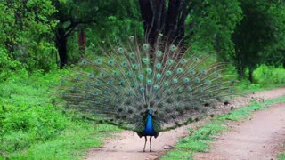 Stunning 4K footage of peacock mating dance