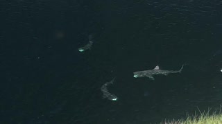 Sharks Basking in Tranquil Inlet