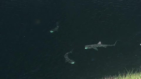 Sharks Basking in Tranquil Inlet