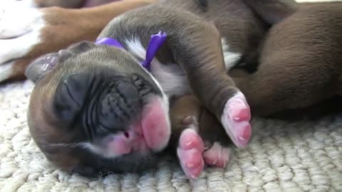 Newborn Boxer Puppies Nursing From Their Mom