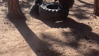 Baby Bears Play on Tire Swing