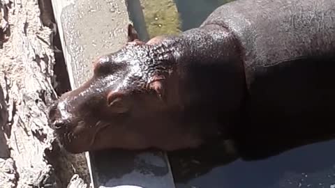 Baby hippo making new friends