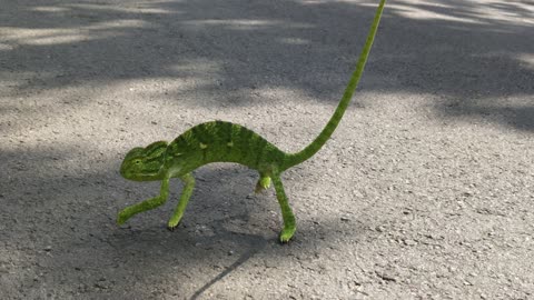 Chameleon crossing the road- You didn't see me, did you?