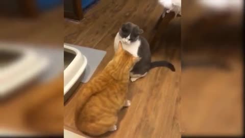 Two Cute Cats are Playing - Petfunlife