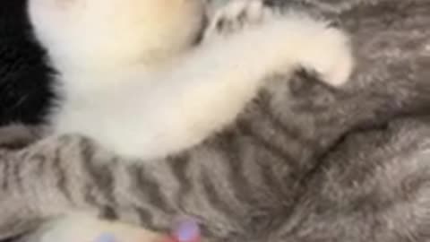Cute & Baby kitten Funny Video 2021