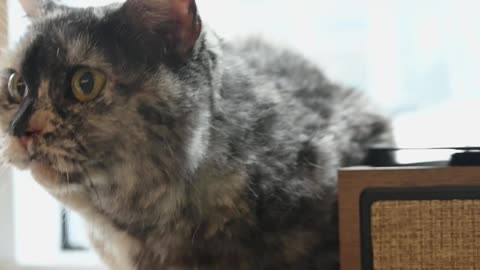 Close Up Video of a Cat
