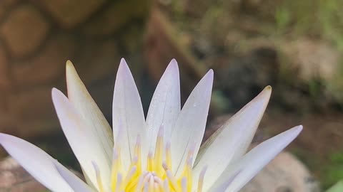 White lotus and mini bee 🖤🪷🐝