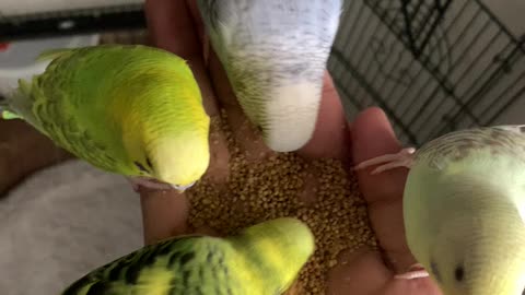 Hand feed parakeets