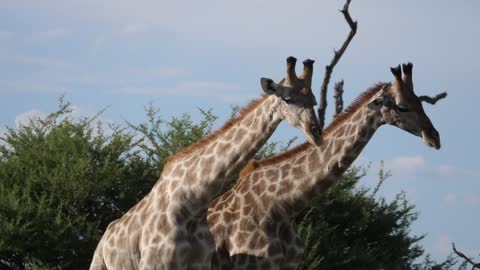 Two giraffes fighting in Moremi Game Reserve, Botswana