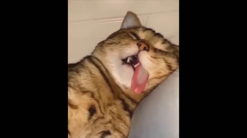 best moments 2021 funny animal moments Funny cats Jokes with cats Funny animals Dogs funny
